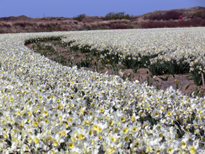 Narzissenfelder auf Texel